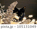 ドライフラワーから覗く黒猫　pixta 素材 105131049