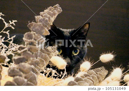 ドライフラワーから覗く黒猫 pixta 素材 ドライフラワーから覗く黒猫 pixta 素材 105131049