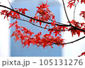秋　モミジ　紅葉　真っ赤な葉 105131276
