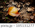 秋　カエデ　落ち葉　10月　pixta 素材 105131277