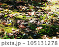 秋　落ち葉　印象的　地面 105131278
