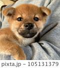 可愛い仔犬 105131379