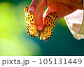 ちょうちょ　捕まえた　蝶々　つかまえた 105131449