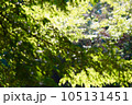 秋の日差し　紅葉　楓 105131451