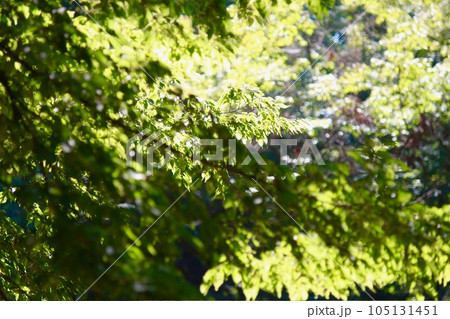 秋の日差し 紅葉 楓 秋の日差し 紅葉 楓 105131451