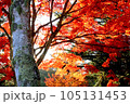 紅葉　紅葉　木　pixta 素材 105131453