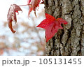 楓　カエデ　赤　pixta 素材 105131455