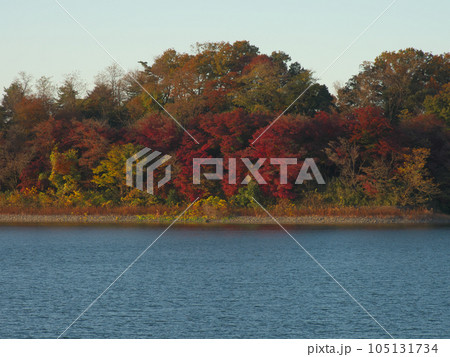 紅葉する狭山湖畔の夕暮れ　 自然風景（2022年） 105131734
