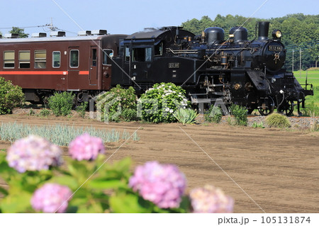 真岡鐵道「SLもおか号と畑の隅に咲く紫陽花」 真岡鐵道「SLもおか号と畑の隅に咲く紫陽花」 105131874