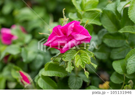 Flower of the dog-rose close up. (rosa canina) 105131946