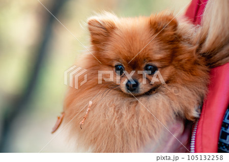 Pomeranian holding hands. A young woman holds a Pomeranian mini-pomeranian in her arms while walking through an autumn park. A woman wearing a red jacket and a black T-shirt. 105132258