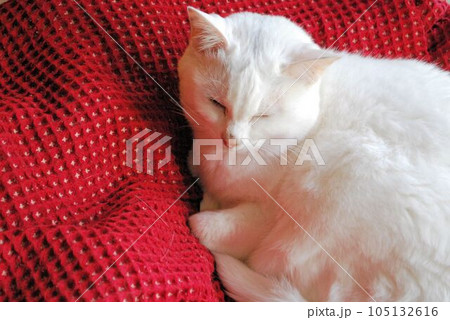 眠る白猫と赤いブランケット 眠る白猫と赤いブランケット 105132616
