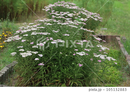 初夏の庭に咲く白とピンクのノコギリソウの花 初夏の庭に咲く白とピンクのノコギリソウの花 105132883
