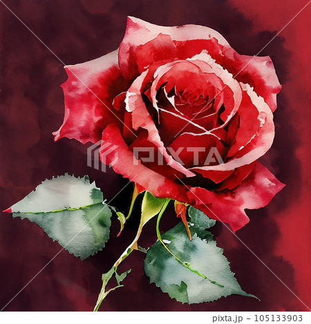 the Water colored red rose the Water colored red rose 105133903