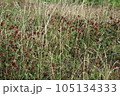 Dried clovers field background. Abstract withered landscape of dry wildflower and grass meadow 105134333
