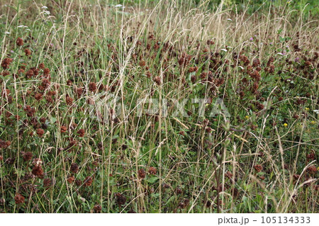 Dried clovers field background. Abstract withered landscape of dry wildflower and grass meadow 105134333