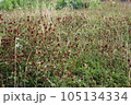 Dried clovers field background. Abstract withered landscape of dry wildflower and grass meadow 105134334