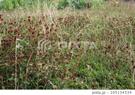 Dried clovers field background. Abstract withered landscape of dry wildflower and grass meadow 105134334