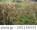 Dried clovers field background. Abstract withered landscape of dry wildflower and grass meadow 105134335