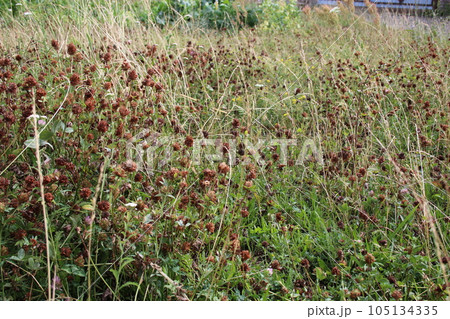 Dried clovers field background. Abstract withered landscape of dry wildflower and grass meadow 105134335