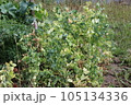Dried pear plant vegetable bed field background. Abstract withered harvest landscape of dry pears plant. 105134336