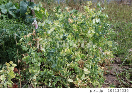 Dried pear plant vegetable bed field background. Abstract withered harvest landscape of dry pears plant. 105134336