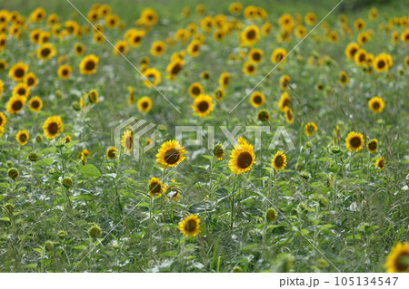 岩屋海岸近くのひまわり畑（北九州市若松区有毛） 105134547