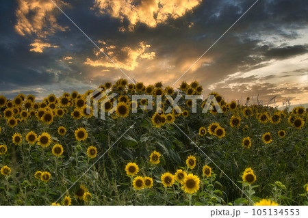 岩屋海岸近くのひまわり畑（北九州市若松区有毛） 105134553
