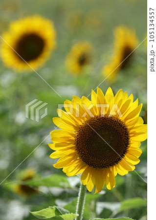 岩屋海岸近くのひまわり畑(北九州市若松区有毛) 岩屋海岸近くのひまわり畑(北九州市若松区有毛) 105134557