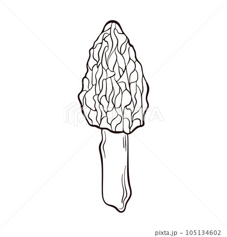 Morel mushroom logo in a line art style. Healthy vegetarian food. Hand drawn mushroom vector isolated on a white background. 105134602