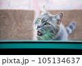 The locked cat behind the closed transparent glass door meows and asks to go outside 105134637