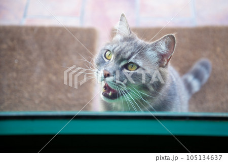 The locked cat behind the closed transparent glass door meows and asks to go outside 105134637