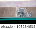 The locked cat behind the closed transparent glass door meows and asks to go outside 105134638