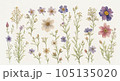watercolor painting of wild flowers on white 105135020