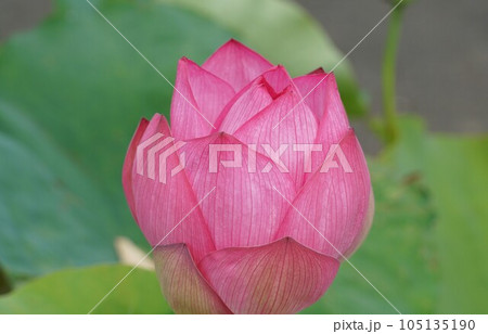 ピンク色の花ハス・アップ(水郷佐原あやめパーク) ピンク色の花ハス・アップ(水郷佐原あやめパーク) 105135190