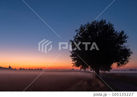 Dreamy sunrise in a foggy landscape with lonely tree and flowers grass field. 105135227