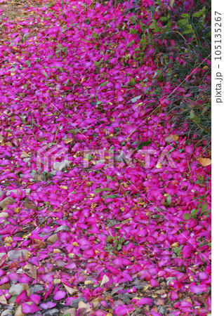 サザンカ サザンカ 105135267