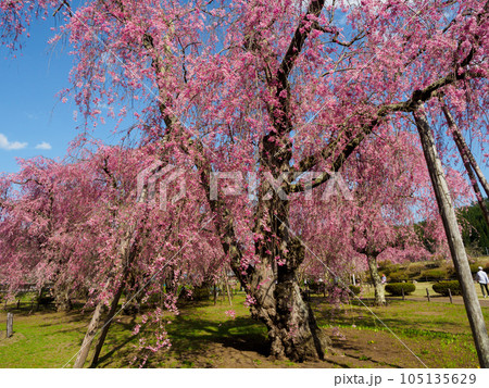 迫力のある満開の桜 迫力のある満開の桜 105135629
