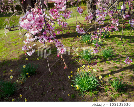 枝垂れた桜を上から撮影 枝垂れた桜を上から撮影 105135630