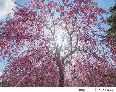 満開のしだれ桜を逆光で撮影 満開のしだれ桜を逆光で撮影 105135633