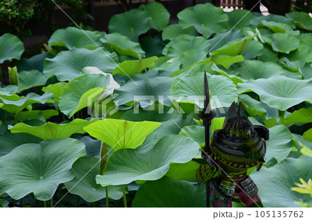 渉成園のハスと鎧武者 105135762