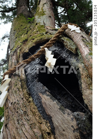 神社の大木は御神木で大きな穴が空いている 105135834