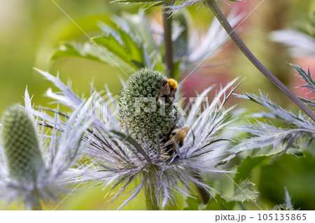 Eryngium alpinum 'Blue Star' also known as Blue Sea Holly 105135865