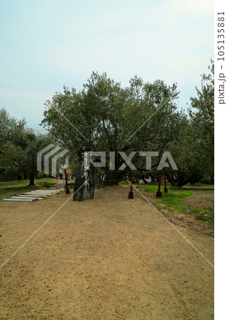 オリーブ原木_小豆島 オリーブ原木_小豆島 105135881