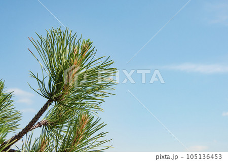 Fresh green branch of pine tree 105136453
