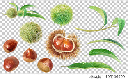 秋の味覚。若い栗の枝と、実った栗の水彩イラスト。(エレメントセット) 秋の味覚。若い栗の枝と、実った栗の水彩イラスト。(エレメントセット) 105136499