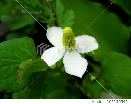 意外と可愛いドクダミの花 105136545