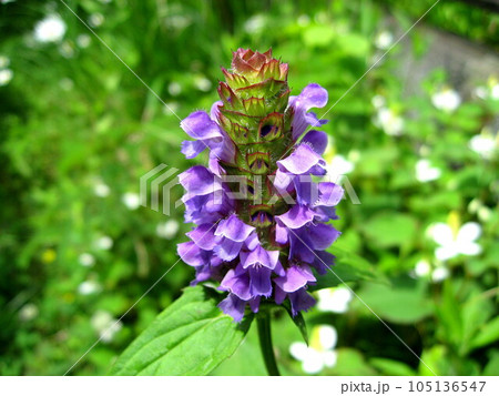 野原で目立つウツボグサ 105136547