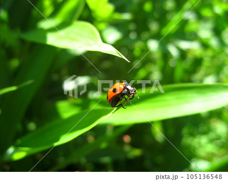 晴天下で目立つナナホシテントウ 晴天下で目立つナナホシテントウ 105136548