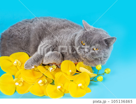 Portrait of Blue British shorthair cat with a yellow orchid flower on blue background. Banner Poster 105136865